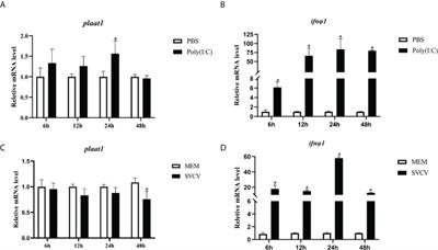 PLAAT1 inhibits type I interferon response via degradation of IRF3 and IRF7 in Zebrafish